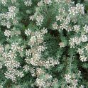 Dorycnium hirsutum